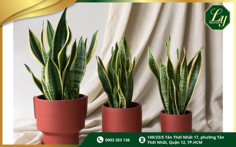 Quà tặng khai trương